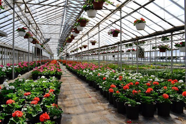 A greenhouse filled with lots of potted plants and hanging baskets.