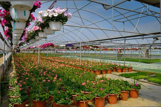 A greenhouse filled with potted plants and hanging baskets of flowers