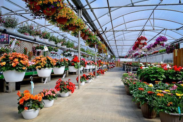 A greenhouse filled with lots of potted flowers and hanging baskets.
