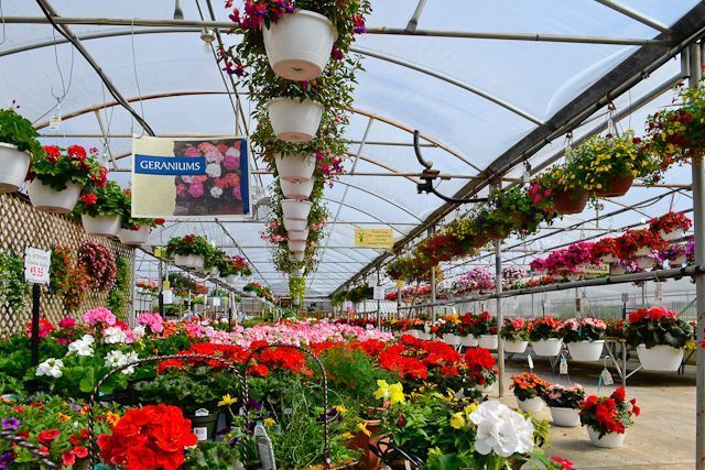 A greenhouse filled with lots of flowers and hanging baskets