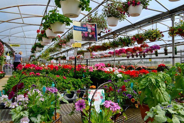 A greenhouse filled with lots of flowers and hanging baskets