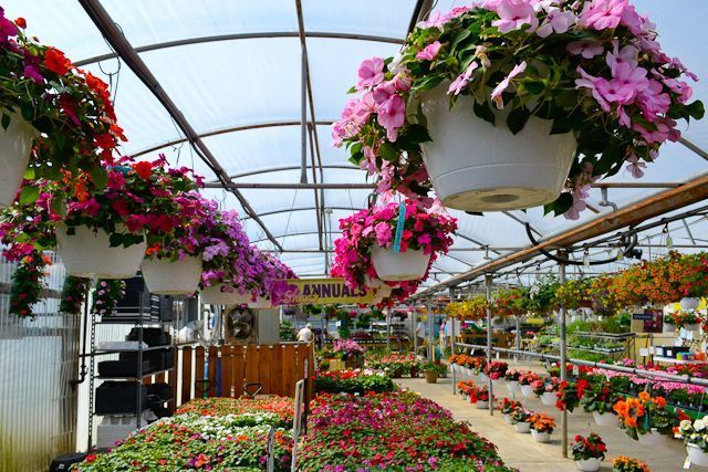 A greenhouse filled with lots of hanging baskets of flowers
