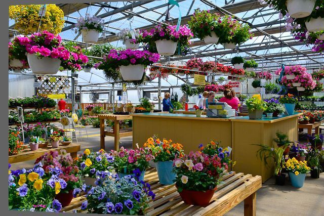 A greenhouse filled with lots of potted flowers and hanging baskets.