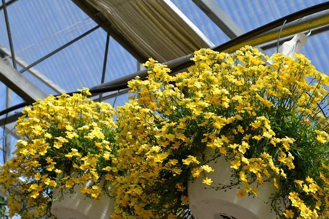 A bunch of yellow flowers are hanging from the ceiling