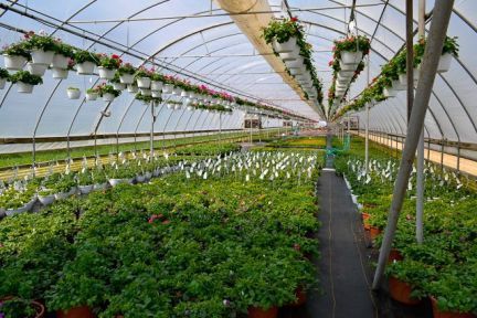 A greenhouse filled with lots of potted plants and hanging baskets