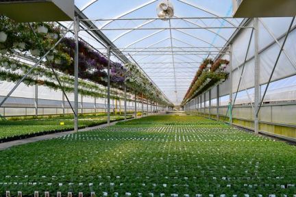 A greenhouse filled with lots of plants and hanging baskets.