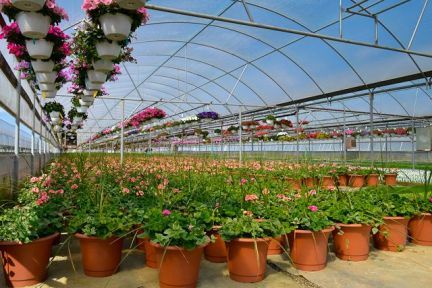 A greenhouse filled with potted plants and hanging baskets of flowers.