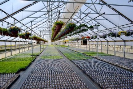 A greenhouse filled with lots of plants and hanging baskets
