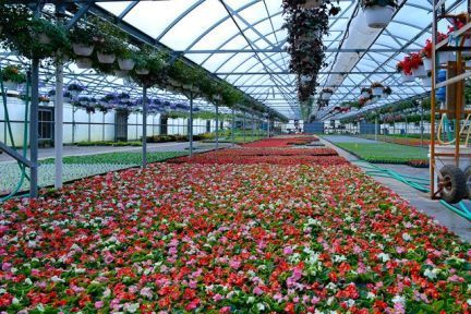 A greenhouse filled with lots of flowers and hanging baskets.