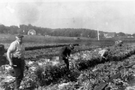 A black and white photo of a group of people working in a field.