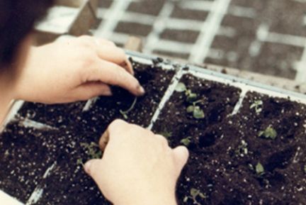A person is planting a plant in a tray of soil