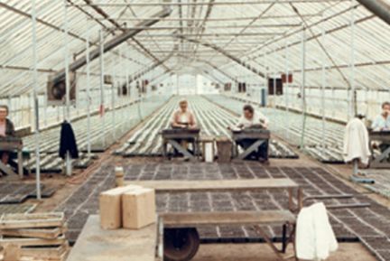 A group of people are working in a greenhouse.