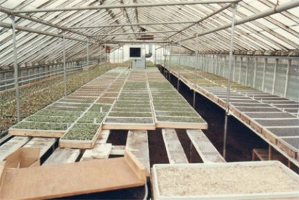 A greenhouse filled with lots of trays of plants