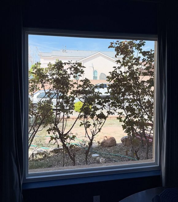 View through a window of a leafy yard and a beige house in bright daylight