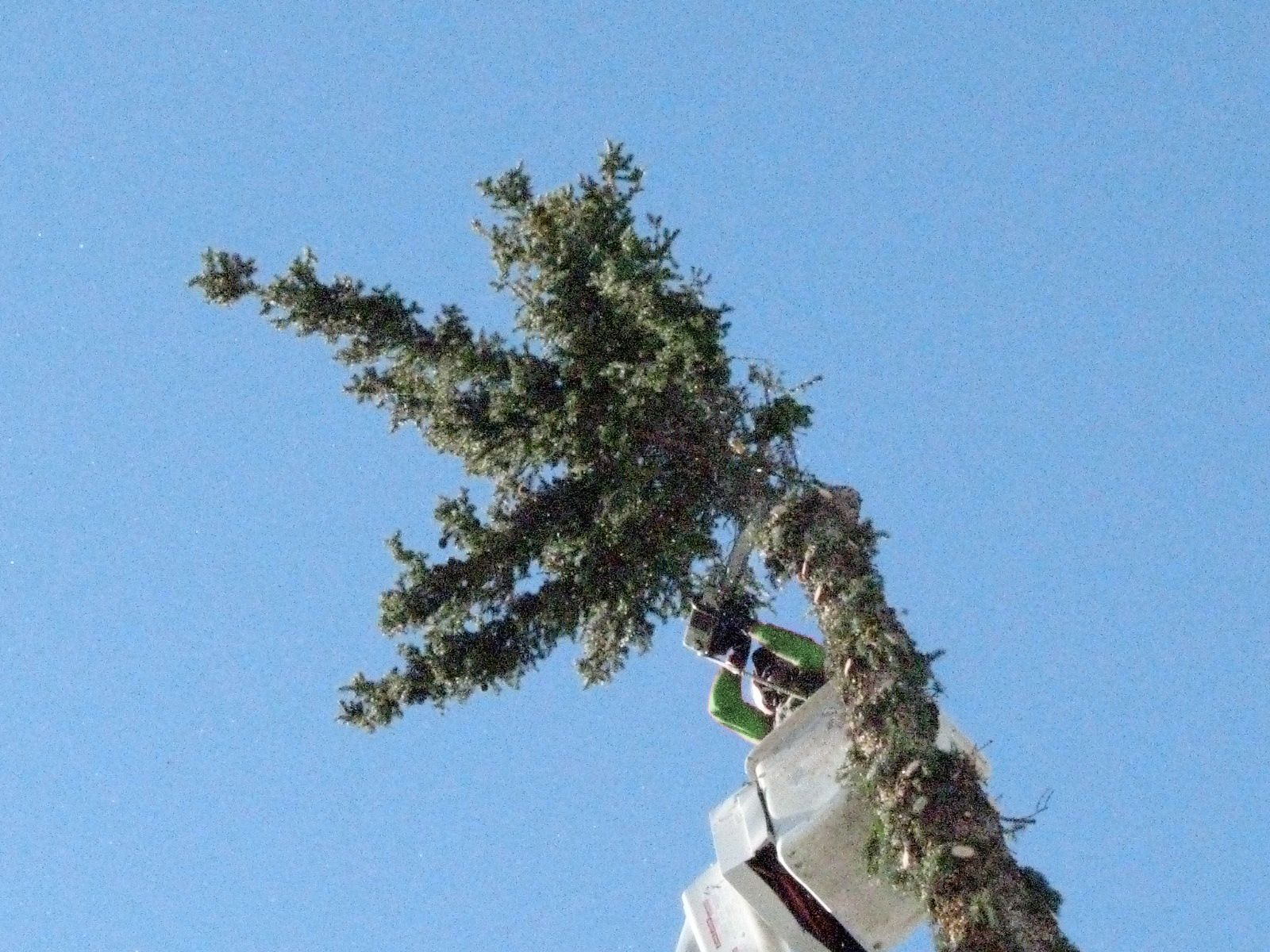 Person hanging upside down from a tree against a clear blue sky