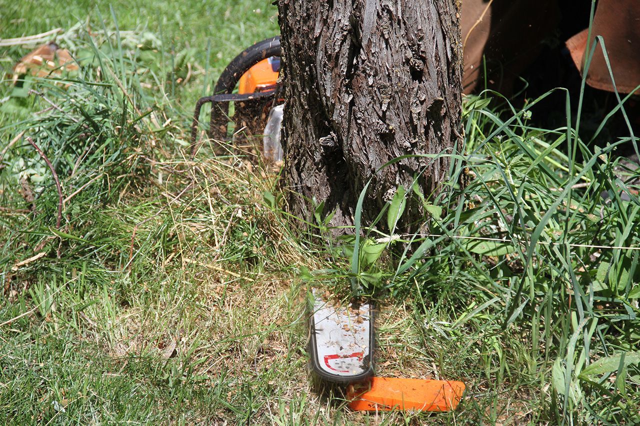 Chainsaw on grass beside a tree trunk, with orange blade cover and a person partly visible in the background