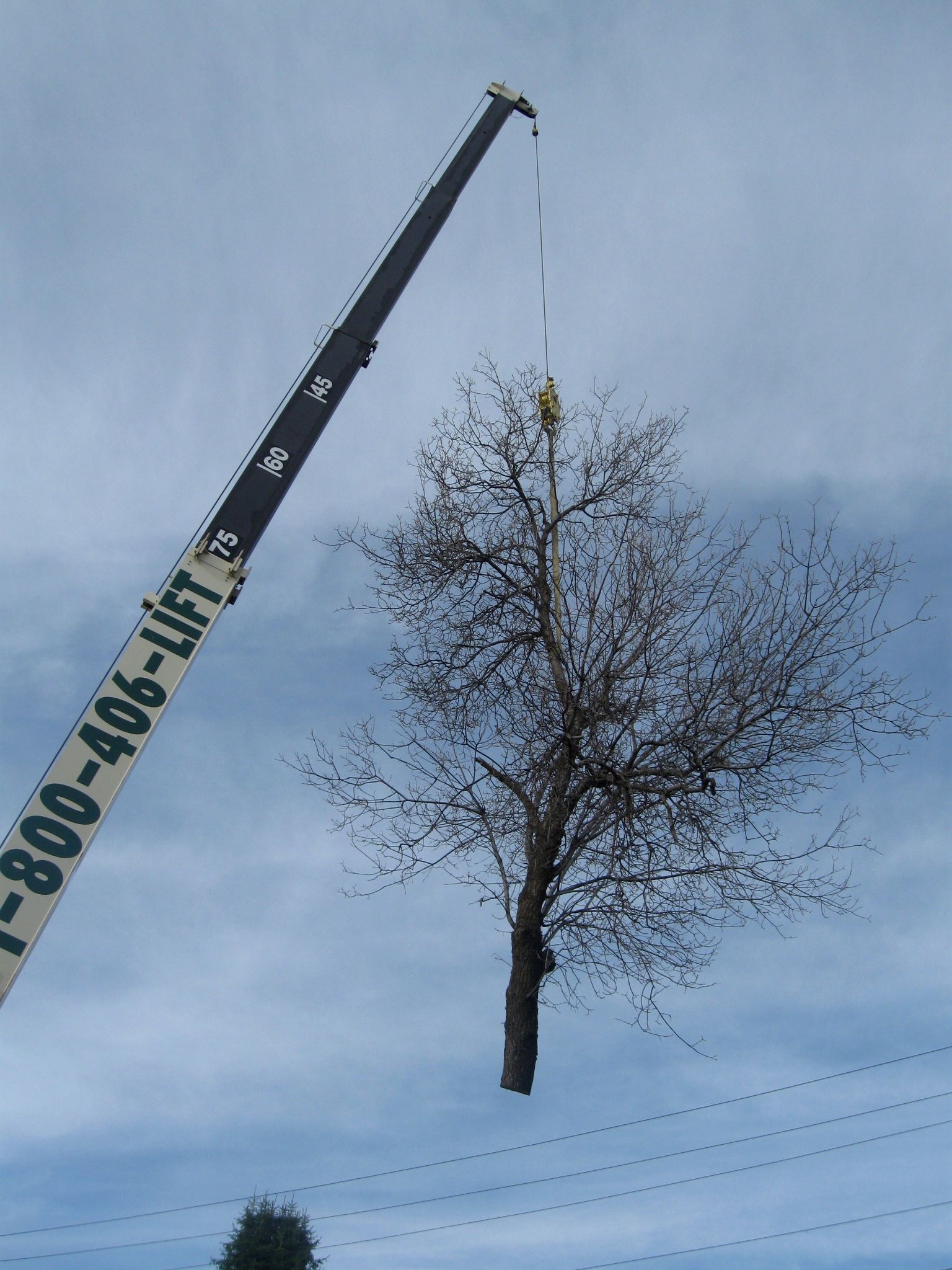 Crane lifting a tall bare tree against a cloudy sky.