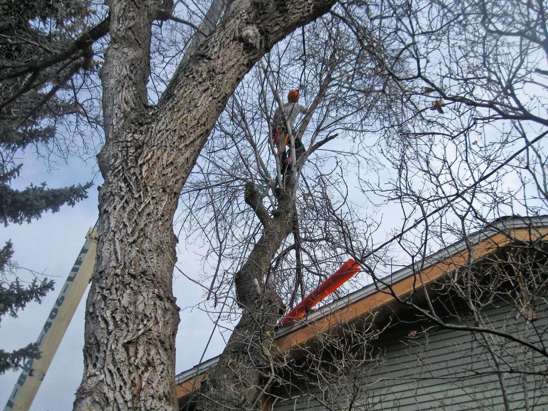 Worker on a tree limb above a house roof, near bare branches and a ladder.