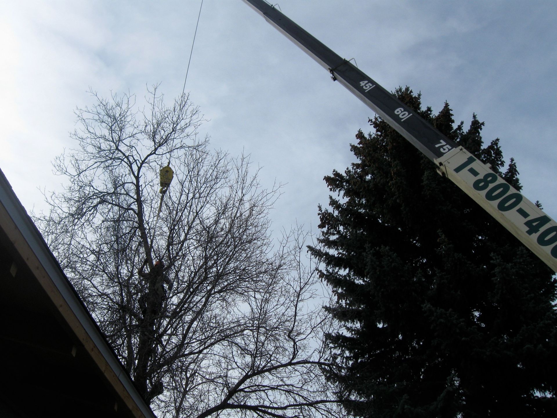 Crane lifting a bucket near a leafless tree against a cloudy sky