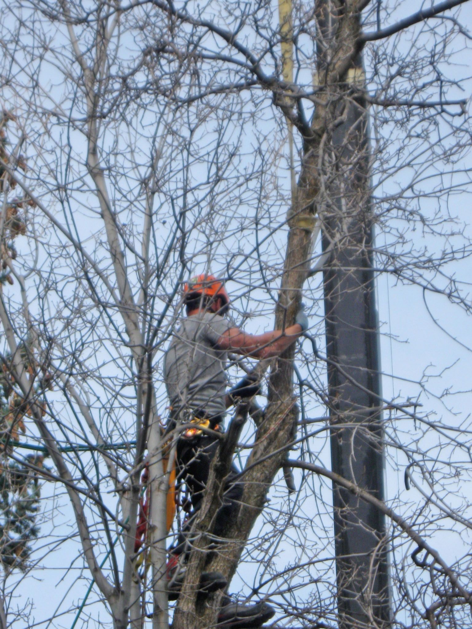 Tree worker in orange helmet climbing a leafless tree with a chainsaw, reaching toward a trunk.