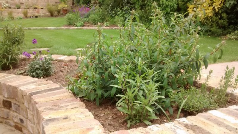 Handmade brick retaining wall allows lawn to be levelled and creates a nice, curving bed.