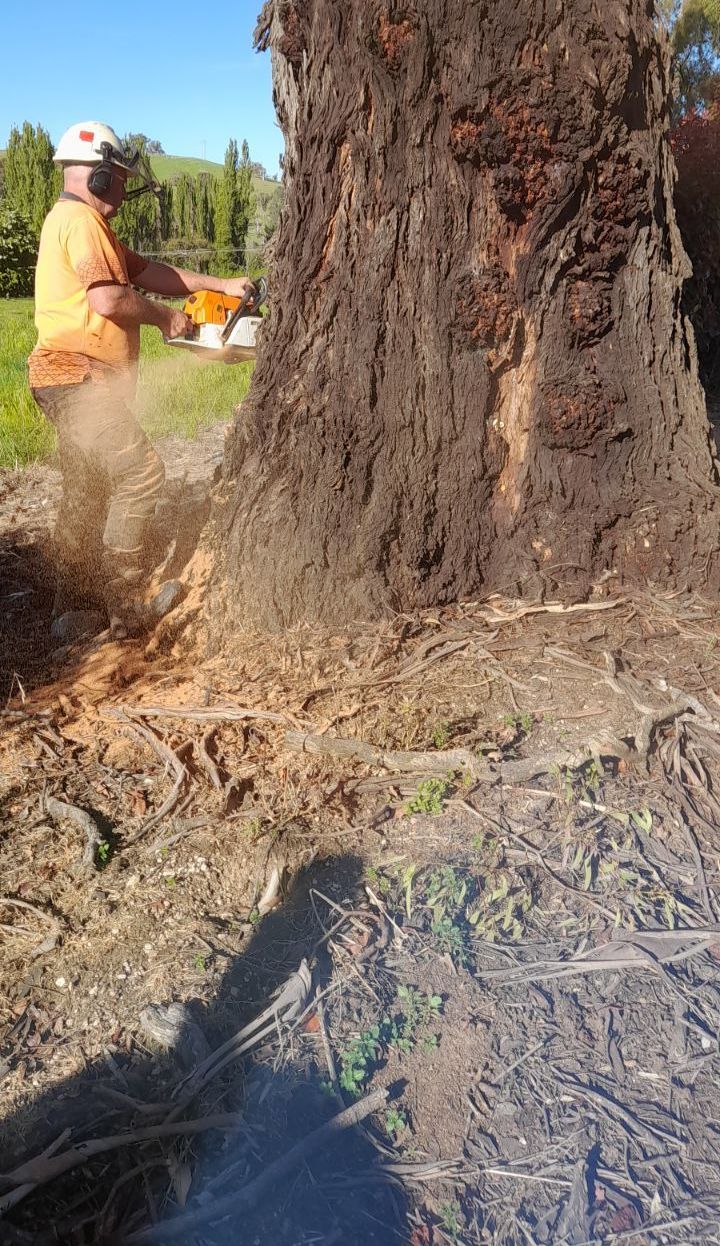 Tree Removal — Bathurst, NSW — Accurate Tree Services 