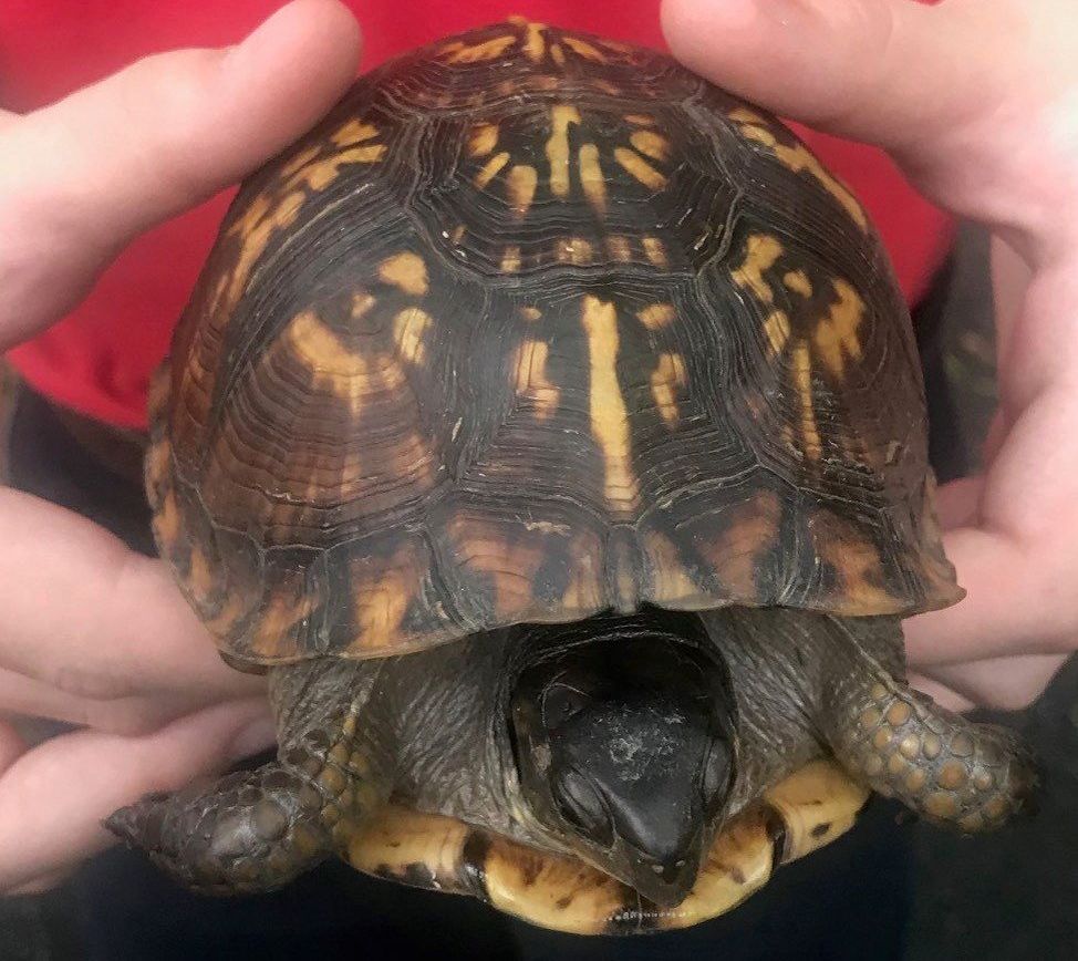 Small turtle with dark shell and yellow markings being held in two hands