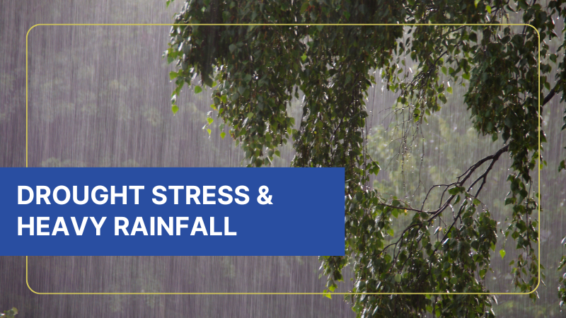 drought stress and heavy rainfall in san antonio