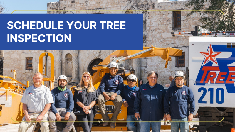 schedule your tree inspection