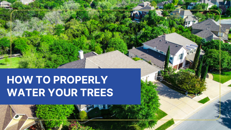 how to property water your trees