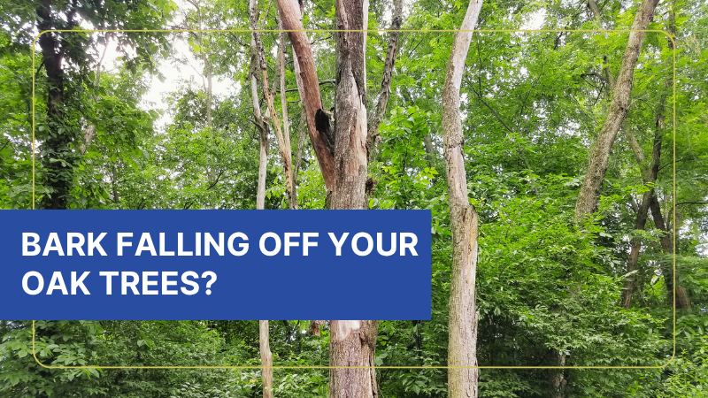 how extreme heat affects your trees