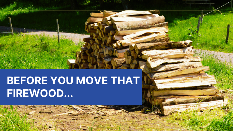 before you move that firewood