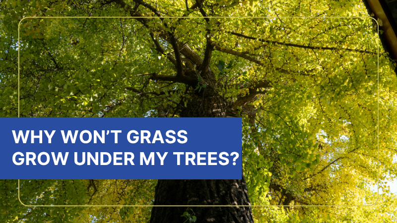 why wont grass grow under my trees