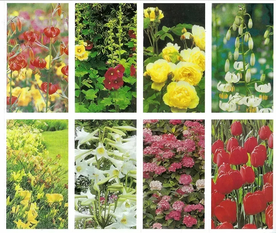 Prayer Cards-- Eight colorful flower photos: poppies, hollyhocks, roses, lilies, hydrangeas, and tulips.