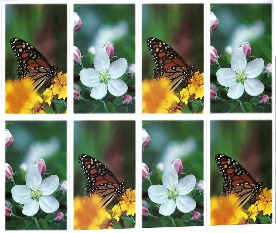 Prayer Cards-- Butterflies on yellow flowers and white flowers in a garden.