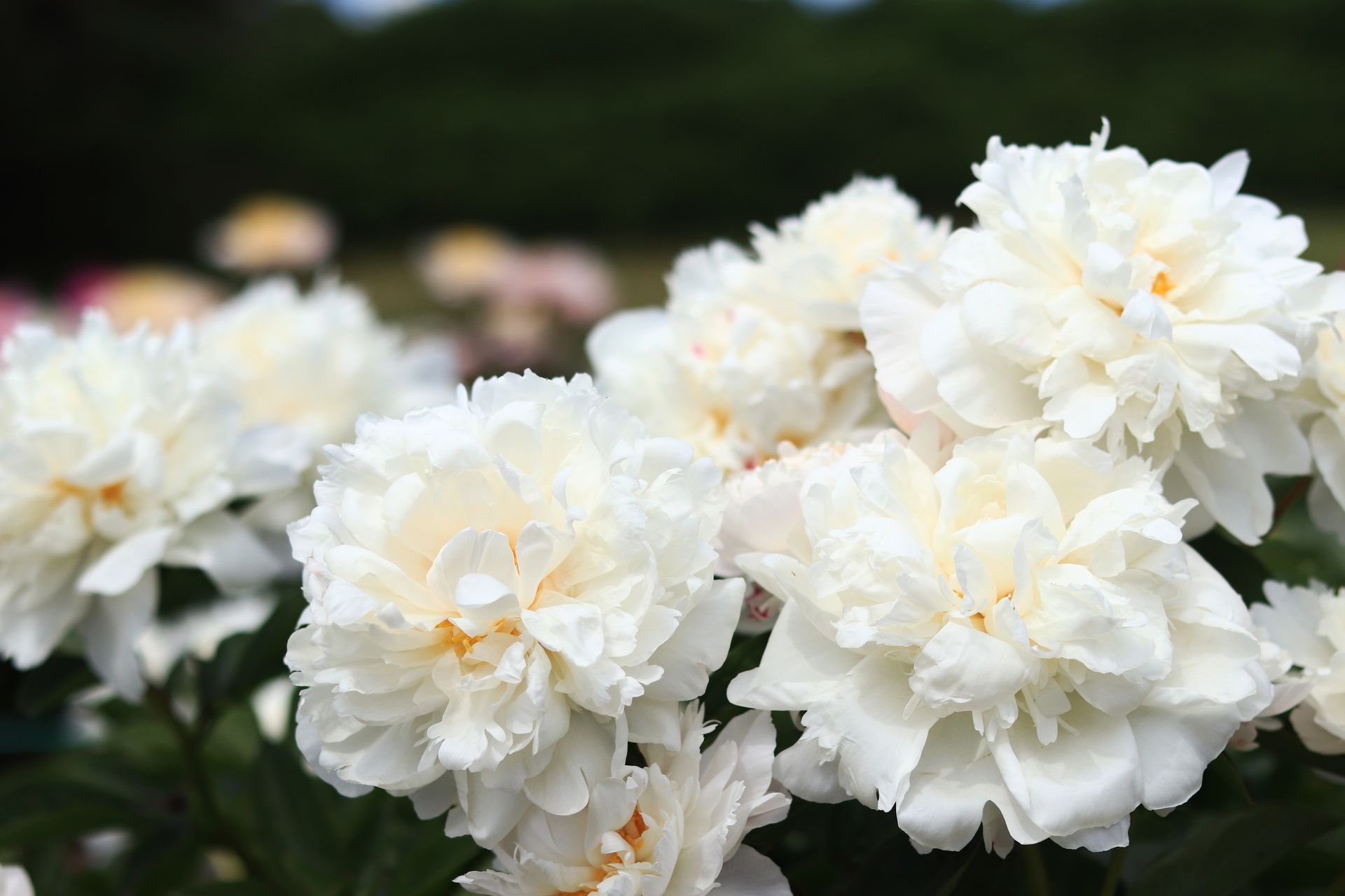 White peony flowers blooming in a garden against a dark blurred background