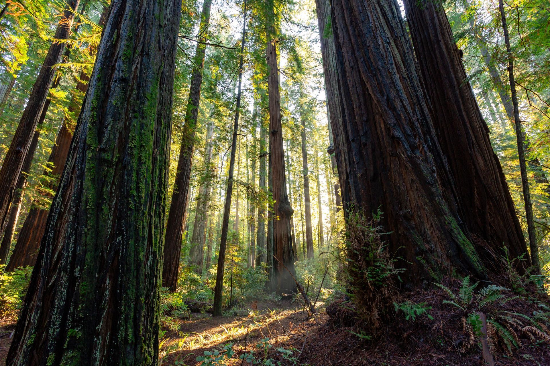 Sunlight filters through a dense redwood forest with towering tree trunks and lush green undergrowth.