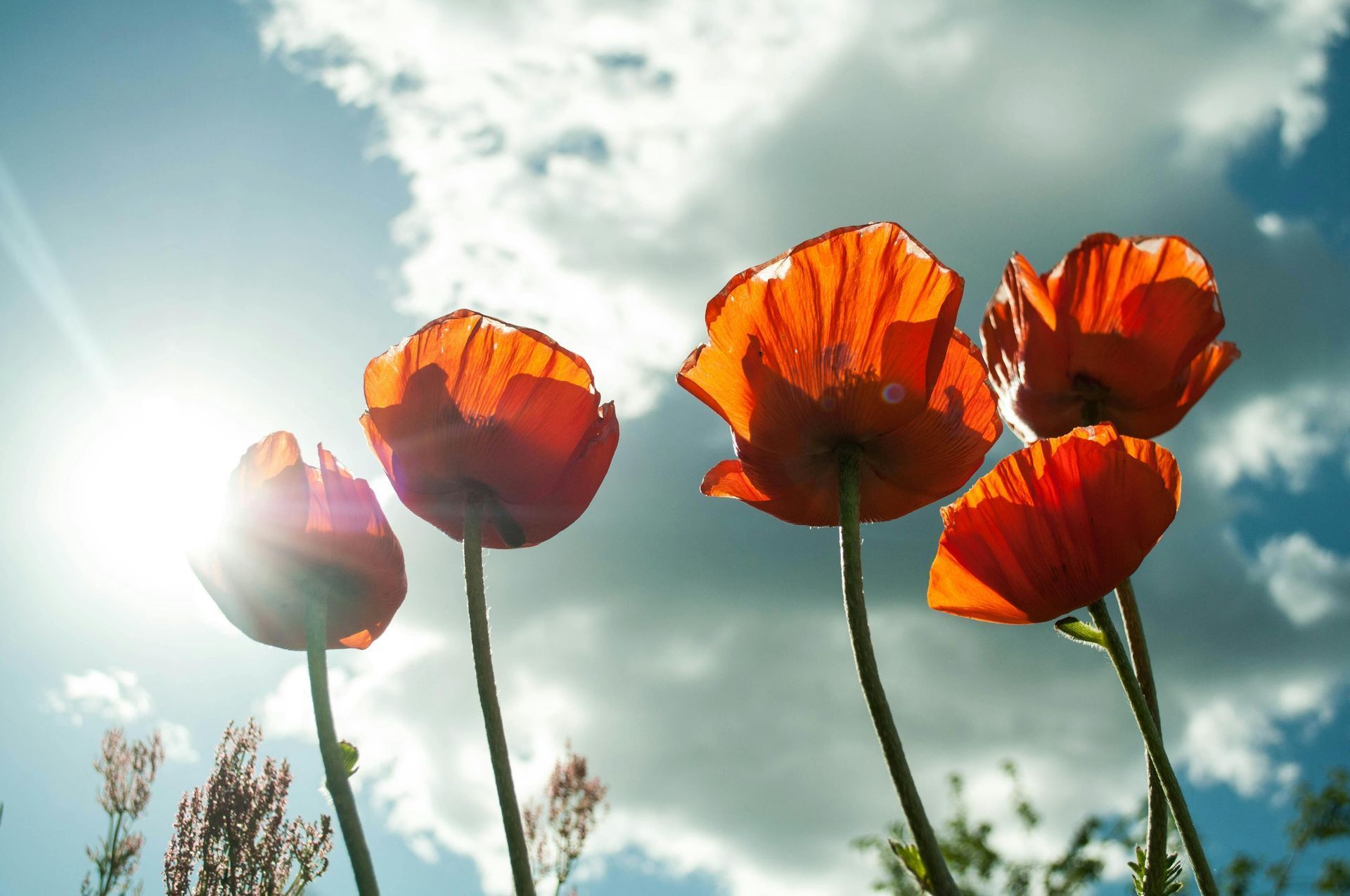 Red poppies glowing in sunlight against a bright blue sky with clouds