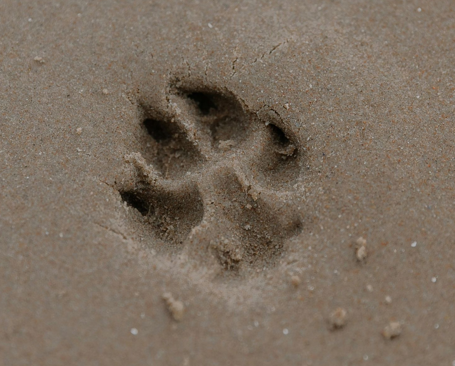 Animal paw print in tan sand close-up