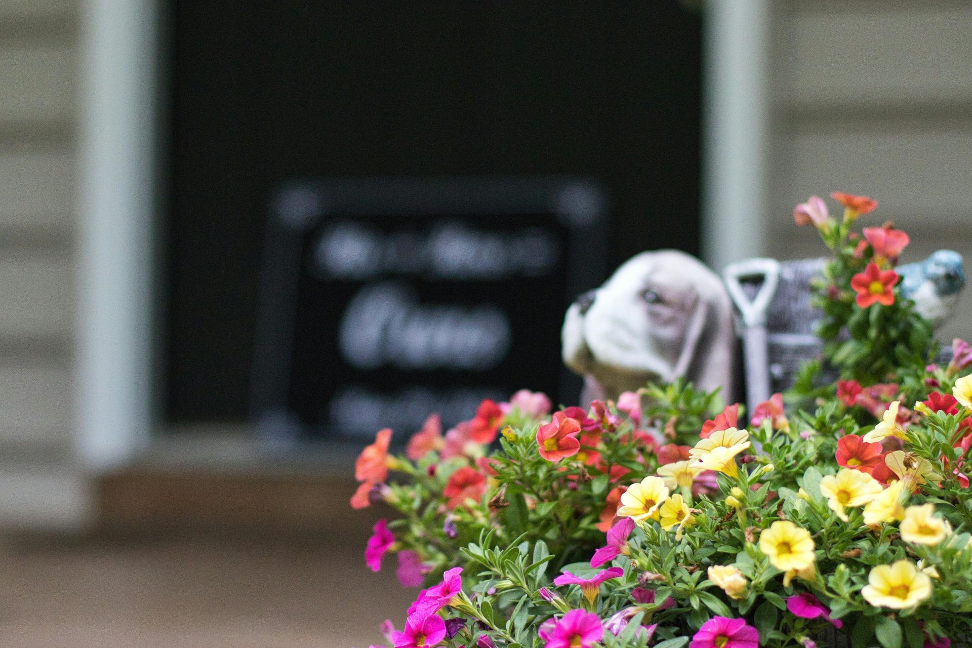 White cat behind colorful flowers on a porch, with a blurred house sign in the background
