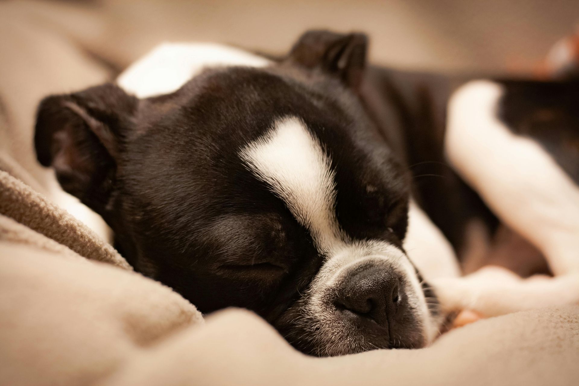 Green Pet Funeral Home and Crematory