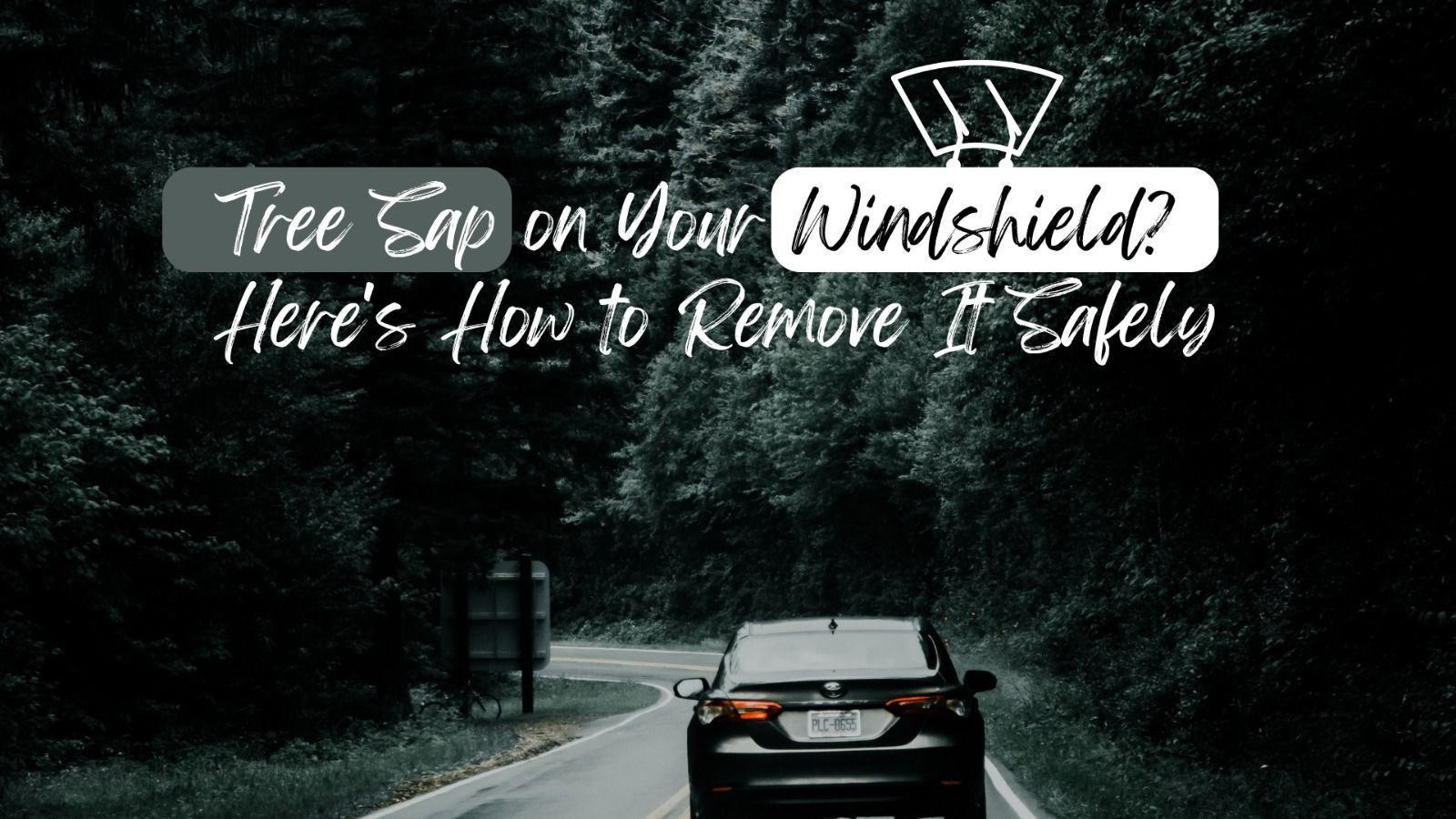 Car on wooded road with text: “Tree sap on your windshield? Here’s how to remove it safely”