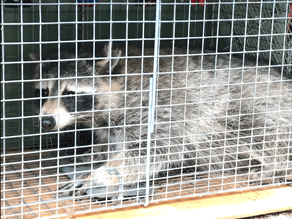 Raccoon trapped in a metal cage, looking to the left with a concerned expression.