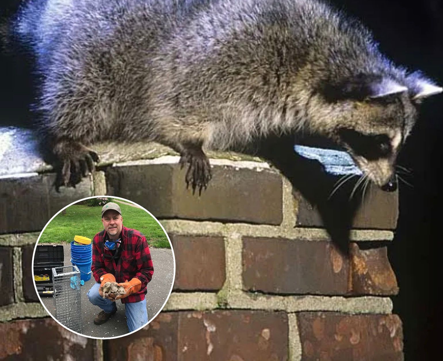 Raccoon on brick chimney, man in inset holding trapped animal, setting likely outdoors.