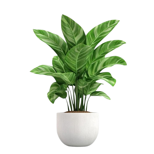 A potted plant with green leaves on a white background.