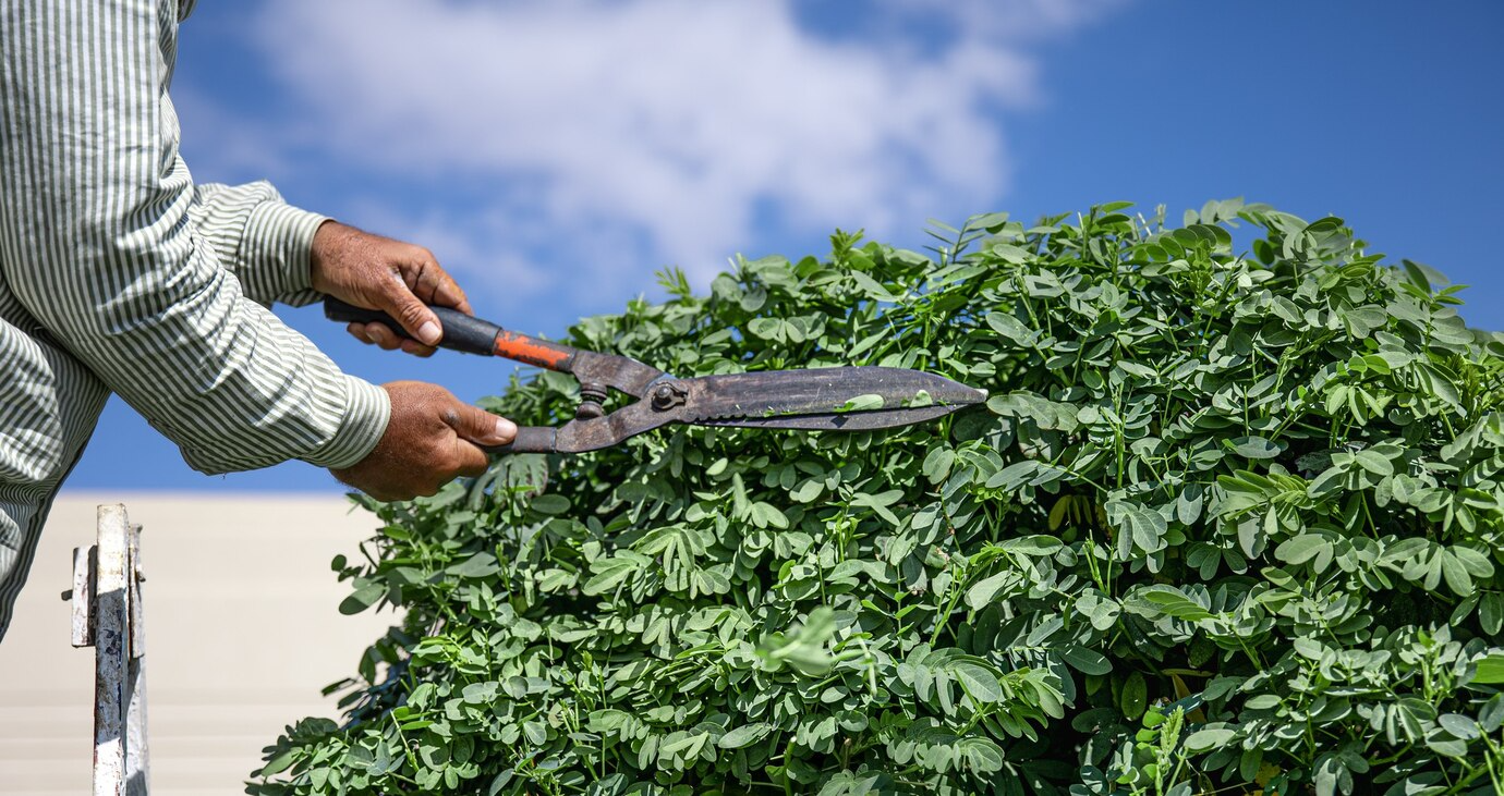A man is cutting a bush with a pair of scissors.