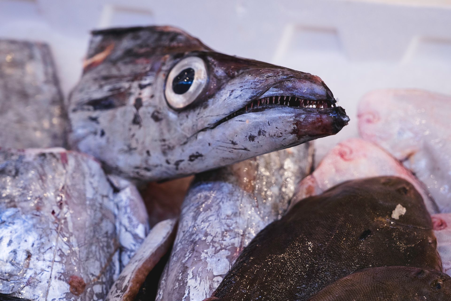 Primo piano di una testa di pesce sul ghiaccio in un mercato del pesce, con occhio visibile e pelle punteggiata di grigio.