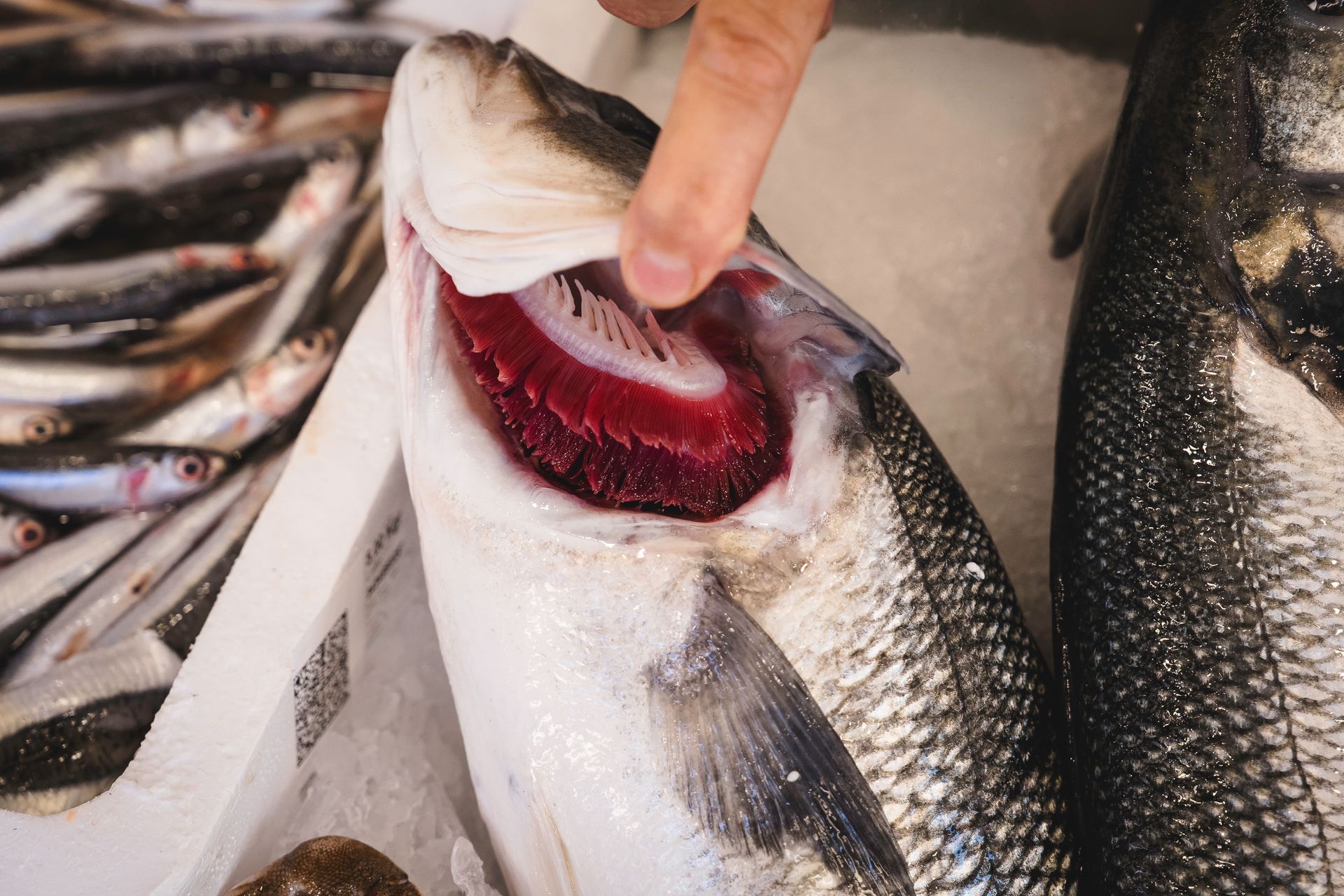 Una mano che regge un pesce fresco con la bocca rossa e spalancata, tra gli altri pesci in mostra.