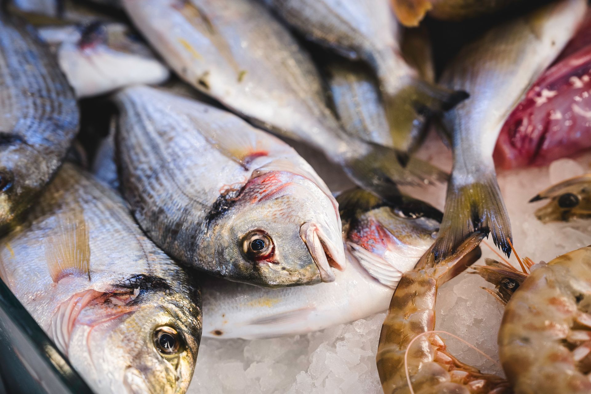 Pesce fresco sul ghiaccio al mercato, tra cui pesciolini interi e gamberetti.