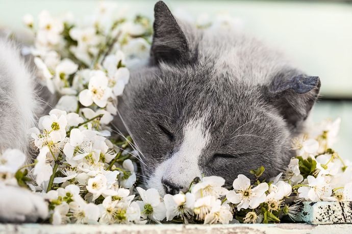 pet funeral organisation - funeral services in Parma